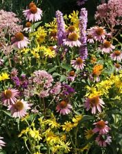 Native flower mix for sale  Sevierville