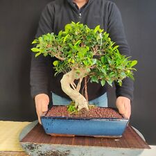 Bonsai ficus retusa usato  San Pancrazio Salentino