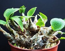 Ledebouria Paciflora rare scilla exotic bulb seed succulent plant cactus 5 SEEDS for sale  Shipping to South Africa