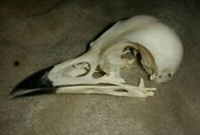 Mag pie skull for sale  NEWCASTLE UPON TYNE