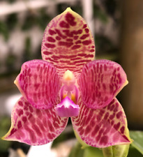 phalaenopsis orchid for sale  Boca Raton