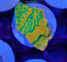 Gold rush montipora for sale  CLACTON-ON-SEA