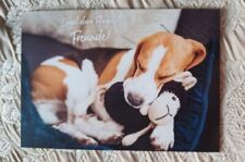 beagle hund gebraucht kaufen  Nörvenich