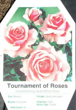 Tournament roses large for sale  Ben Wheeler