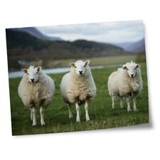 Impressões 8x10" (sem molduras) - Sheep Flock Farmer #15771, usado comprar usado  Enviando para Brazil