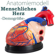 Anatomie modell herz gebraucht kaufen  Schwalmstadt