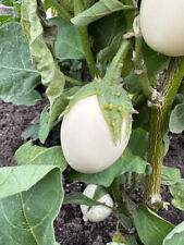 Aubergine white egg gebraucht kaufen  Bayreuth