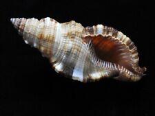 Sea shell Cymatium pilearis 115.9mm ID#6994 for sale  Shipping to South Africa