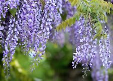 Purple chinese wisteria for sale  Staten Island