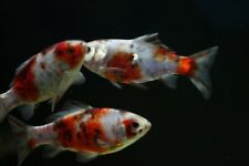 Shubunkin goldfish coldwater for sale  IPSWICH