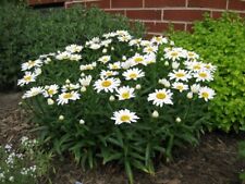 Shasta daisy white for sale  Bremerton