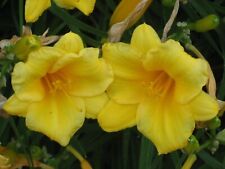 day lilies stella de oro for sale  Newark