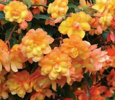 Trailing begonia apricot for sale  ST. LEONARDS-ON-SEA