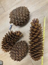 giant 4 cones pine for sale  Stuart
