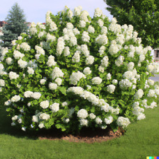 Hydrangea seeds white for sale  Saint Augustine