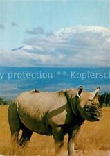 73308730 nashorn rhino gebraucht kaufen  Deutschland