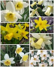 Mixed variety narcissus for sale  Garrett