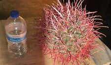 Ferocactus cylindraceus fire for sale  Yucca Valley