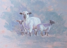 Hampshire ewe lambs for sale  COLNE