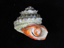 Sea shell Bolma rugosa 53.3mm ID#6622 for sale  Shipping to South Africa