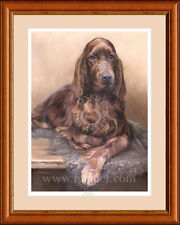 Irish red setter for sale  CANNOCK