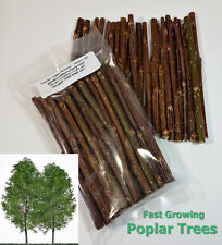 Hybrid poplar cuttings for sale  Hixton