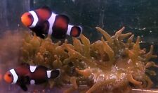 Clownfish gorgeous mocha for sale  Kansas City