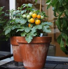 Chapéu Laranja Amarelo ou Pequeno Vermelho Tim - Micro Sementes de Tomate Anão - Herança/LIVRE DE TRANSGÊNICOS, usado comprar usado  Enviando para Brazil