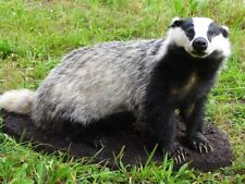 Tierpräparat dachs gebraucht kaufen  Kettershausen