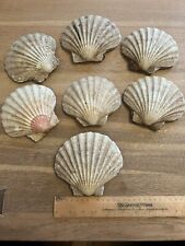 Whole scallop shells for sale  UK
