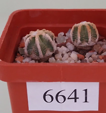 Discocactus horstii 2 pcs /6641/ D12+13mm,own root for sale  Shipping to South Africa