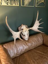 moose antlers for sale  WARWICK