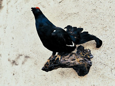 uccello imbalsamato usato  Orsago