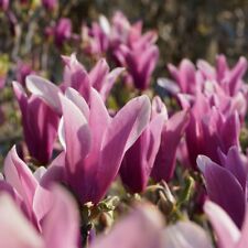 Graines magnolia liliflora d'occasion  Sabres