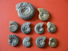 Lot ammonite aveyron d'occasion  Pavilly