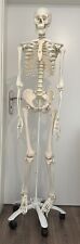 Skelettmodell anatomie gebraucht kaufen  Kaiserslautern