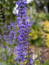Meadow clary salvia for sale  SCUNTHORPE