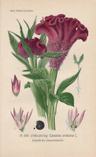 Silber-Brandschopf (Celosia Argentea) Chromo-Lithographie From 1893 Bois for sale  Shipping to South Africa