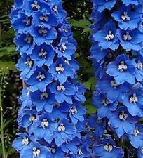 Delphinium guardian blue for sale  UK