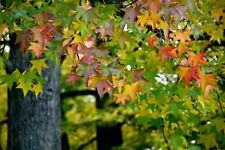Amerikanischer amberbaum seest gebraucht kaufen  Eslohe