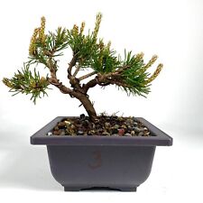 Mugo pine slowmound for sale  Lawrence Township