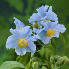 Meconopsis hardy himalayan for sale  PETERBOROUGH