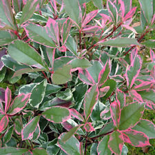 Photinia fraseri pink usato  Valmacca