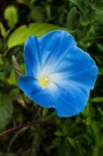 Używany, 75 Graines de fleurs Ipomée Bleue Azur Méthode BIO seed plante fleur grimpante na sprzedaż  Wysyłka do Poland