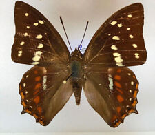 Nymphalidae POLYURA CAPHONTIS CAPHONTIS****male  Nr.2  ****FIJI for sale  Shipping to South Africa