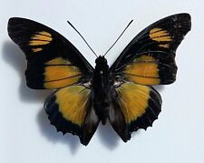 Charaxes Fournierae Male A1- for sale  Shipping to South Africa