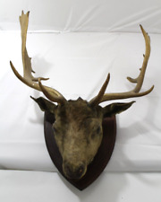 Vintage taxidermy fallow for sale  COLCHESTER