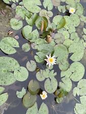 White water lily for sale  Mountain Grove