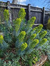 Euphorbia plants delivered for sale  IPSWICH