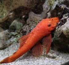 Super red bristlenose for sale  LONDON